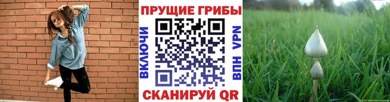 Купить  Лесной  Псилоцибиновые грибы ЛСД 